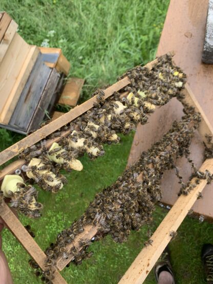 Carnica Königin unbegattet – Bild 2