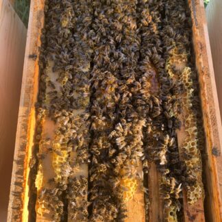Carnica Ableger Bienenvolk 6 Rahmen