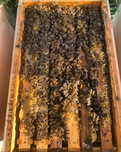 Carnica Ableger Bienenvolk 6 Rahmen